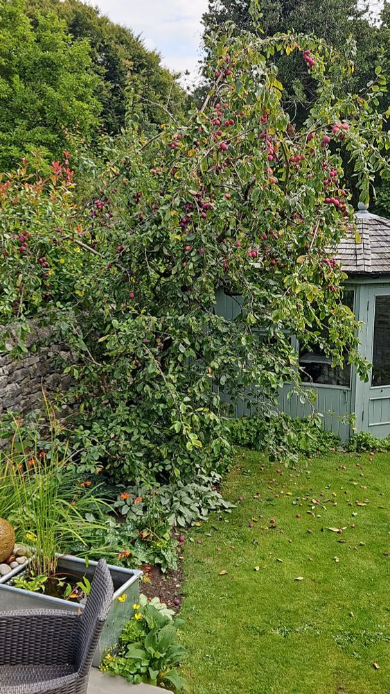 Plum tree, lower branches empty, higher branches still laden with fruit.