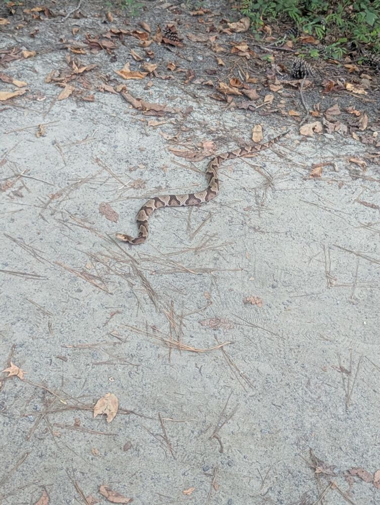 A Copperhead snake.