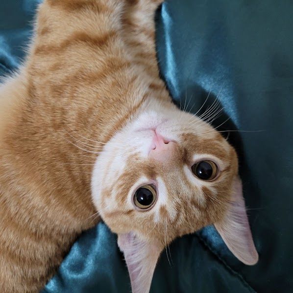 upside down image of an orange tabby cat lying on a blue silk blanket and staring lovingly into the camera with big marble eyes