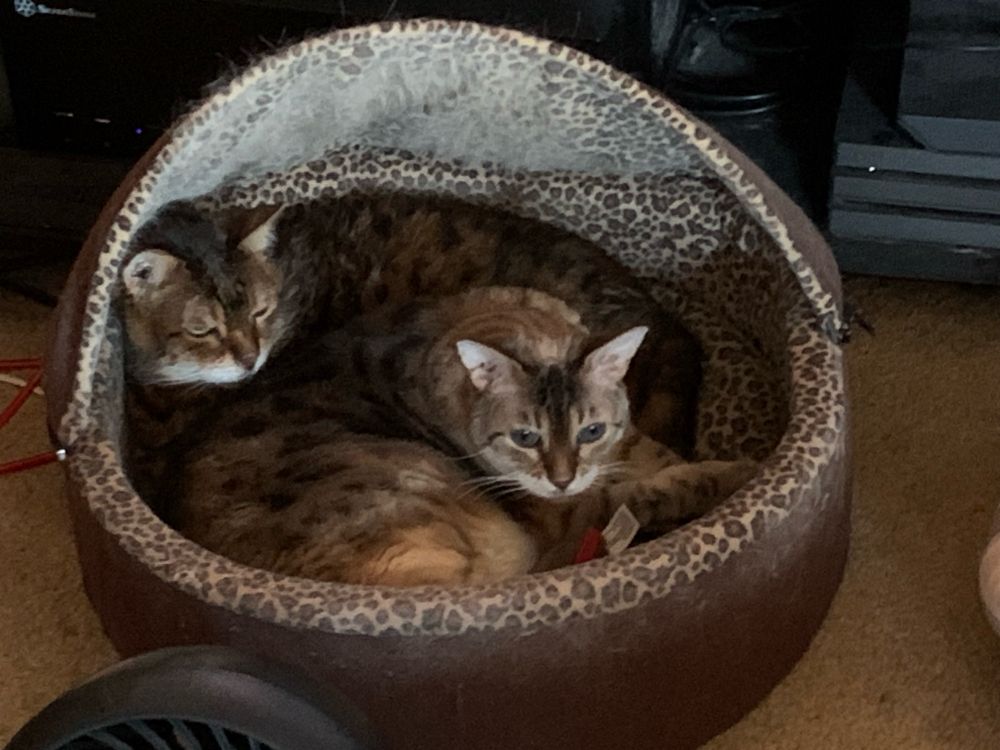 Tucker a brown bengal and Sophie a snow leopard bengal sharing a round heated bed. 