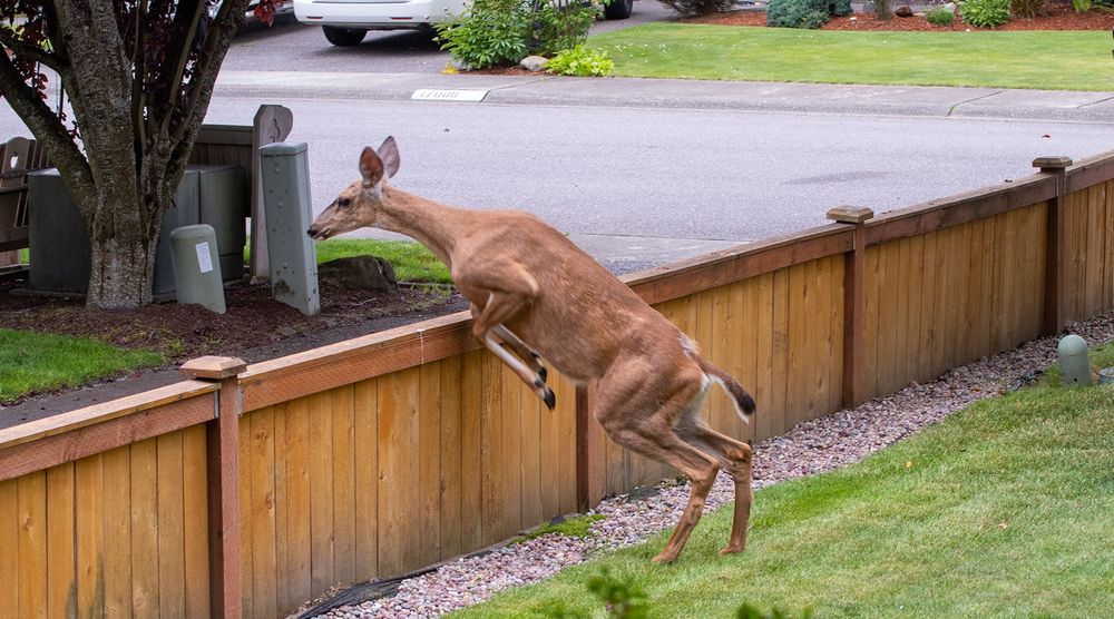 A deer jumping over a little wooden fence.