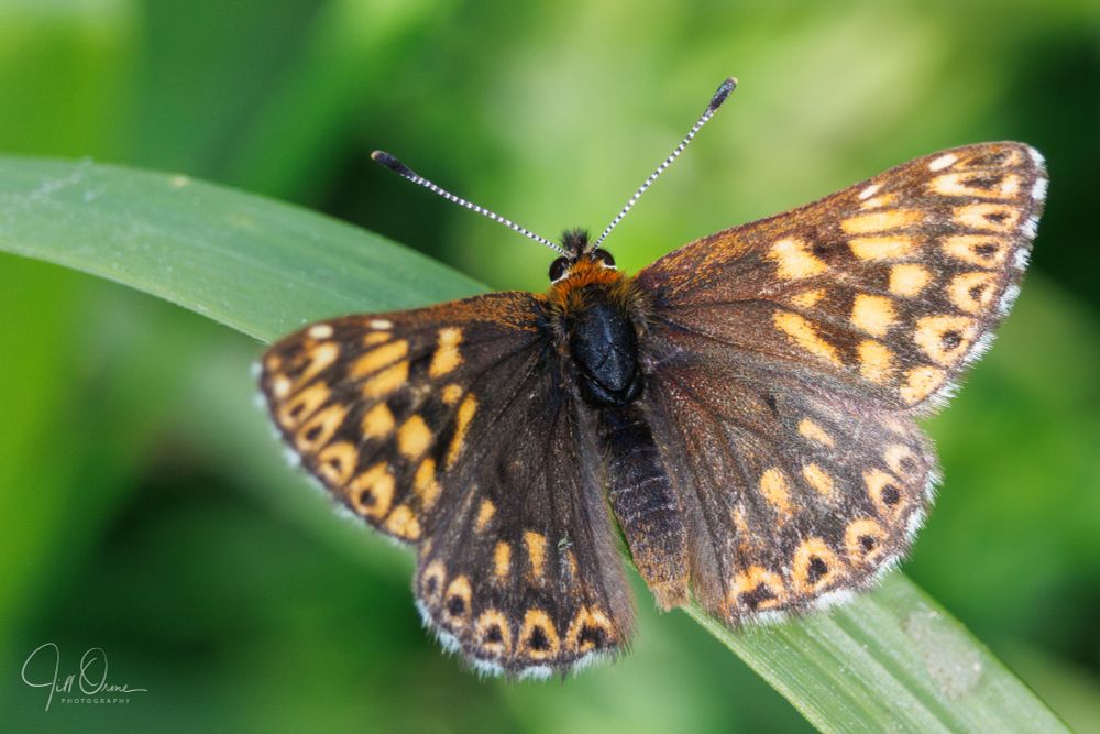 A Duke of Burgundy butterfly rests on a grass stalk, his wings outspread. He is a rich chocolate brown, with a chequerboard pattern of orangey-yellow markings towards the outside of both his fore and hind wings, and a chequered brown and white edging all around them. When fresh the markings on his wings would have been a deep orange colour, and the hair on his body a mixture of brown and orange. Now he is slightly faded, but he still has a collar of orange hair.
