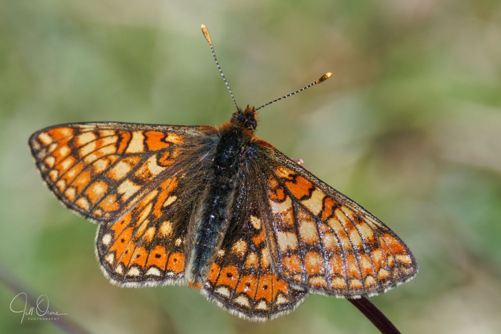 A Marsh Fritillary butterfly rests with its wings outspread. It is a very colourful butterfly, its overwings showing a bright chequered pattern in orange, brown, and yellow. The hair on its body is mainly black, but there are patches of bright orange on its face, shoulders and tail. The ends of its antennae are brown and yellow. Its wingspan is around 35-40mm.