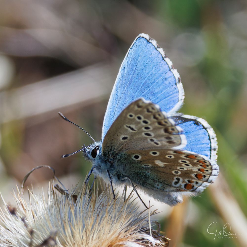 A male Adonis Blue butterfly rests on a seed head, his wings partly folded. His overwings are vivid blue, with white fringing around the edges that's cut through by black lines. His underwings are brownish grey, with black and orange crescent spots. His wingspan is around 3cm. This is the rarest blue butterfly in the UK, found at only a handful of sites.