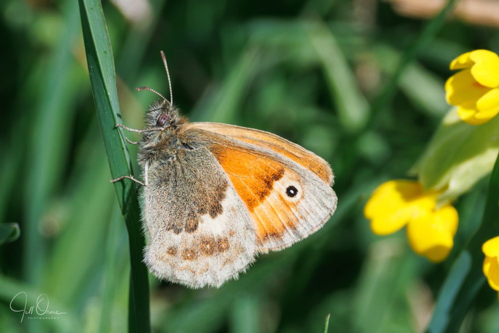 A Small Heath butterfly rests n a grass stalk with its wings folded. The underside of the forewing is mainly orange, with an eyespot at the tip. The hindwing is banded in brown, grey and cream. Its wingspan is around 35mm.