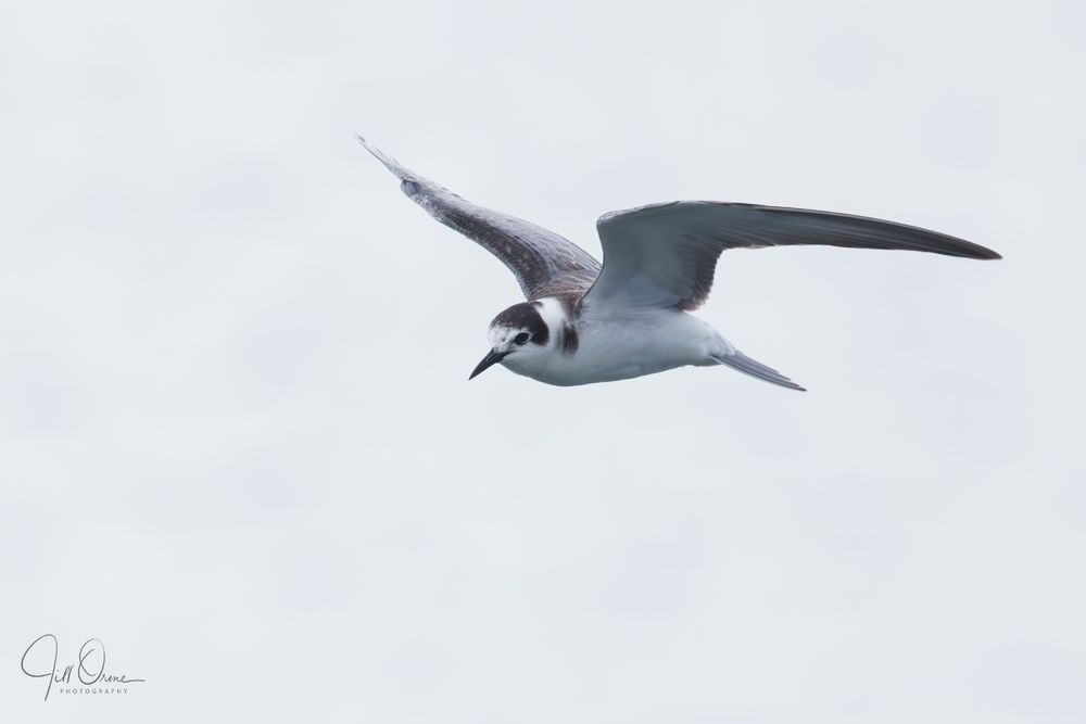A Black Tern in flight over a UK reservoir. In winter plumage, this small tern has grey upperparts, white underparts, a black cap, a white forehead, and a white collar with a dark smudge at the level of its eye. Its beak and legs are black.