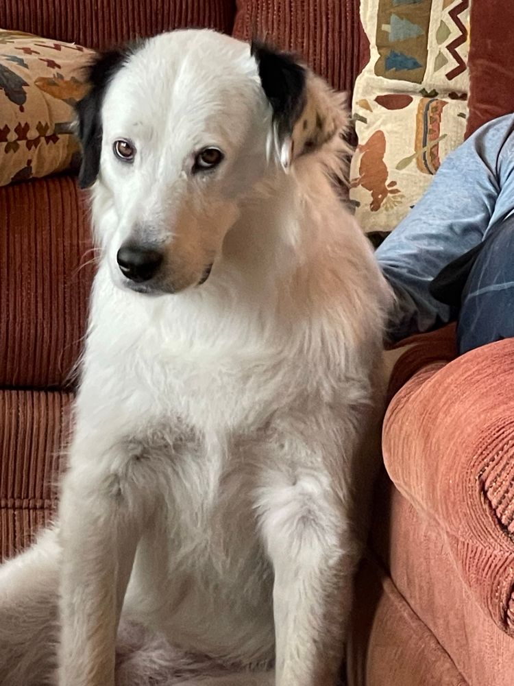 A white dog with black ears sitting on her haunches. In the background is a red couch.