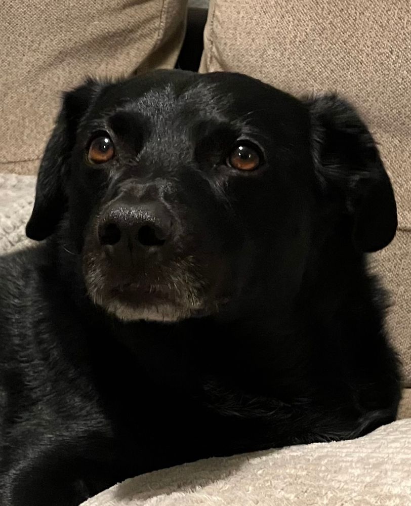 Charlie, a handsome black mixed breed dog.