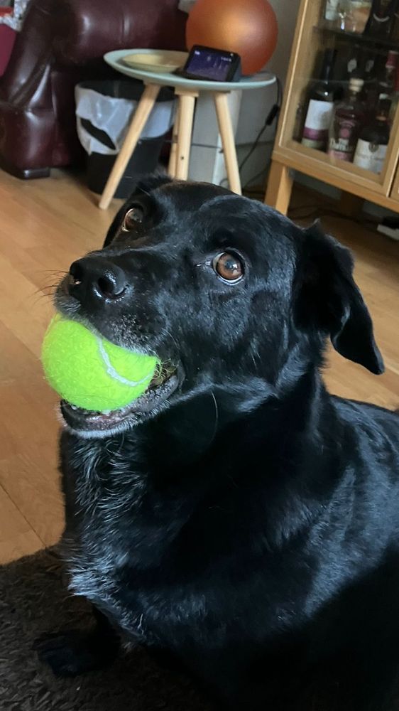 Charlie looking deliberately adorable with a tennis ball.