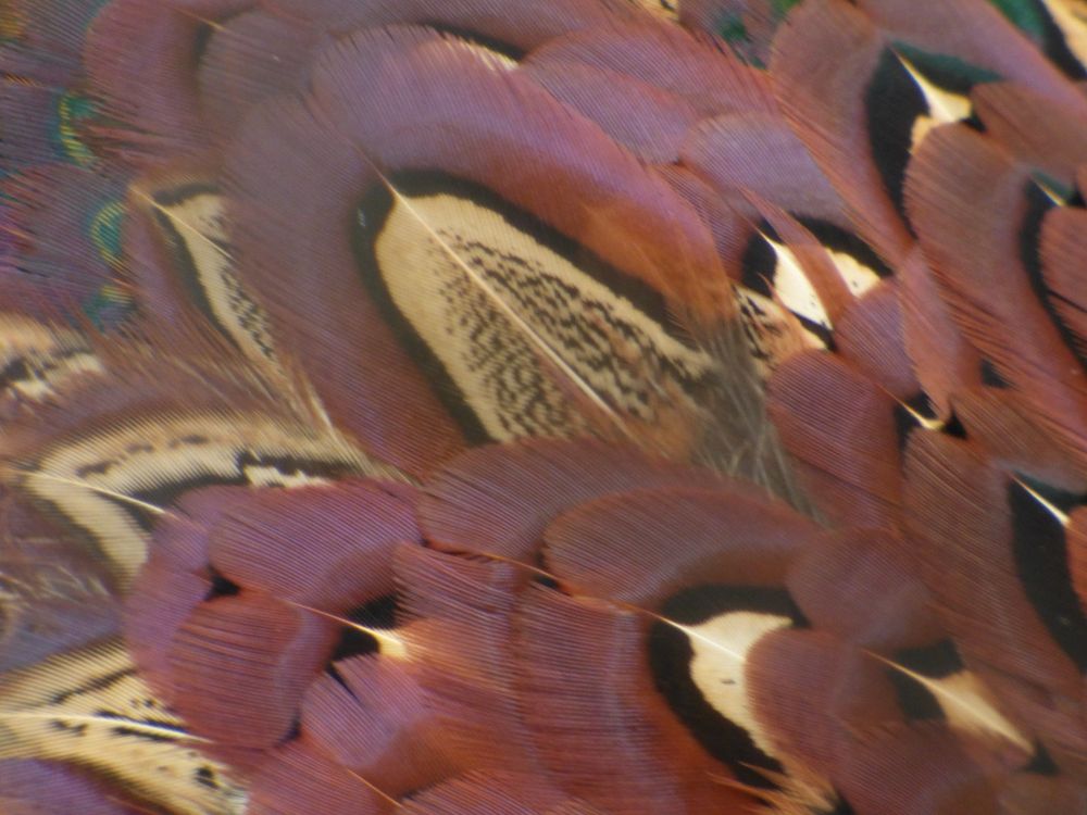 Close-up of the red, yellow and brown patterned feathers on a pheasant