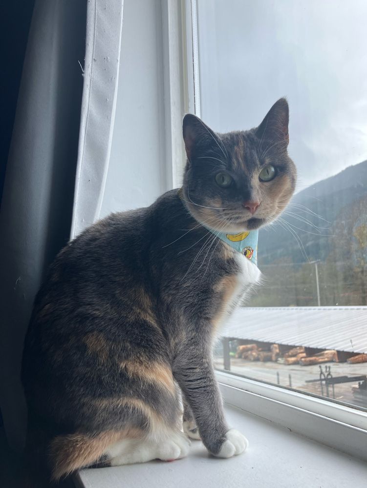 A calico cat on a windowsill stares directly into the camera. She is very upset about the bandanna she is wearing. It’s an affront to her autonomy. 