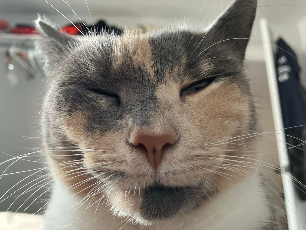 Extreme close up of a muted calico cat’s face. 
