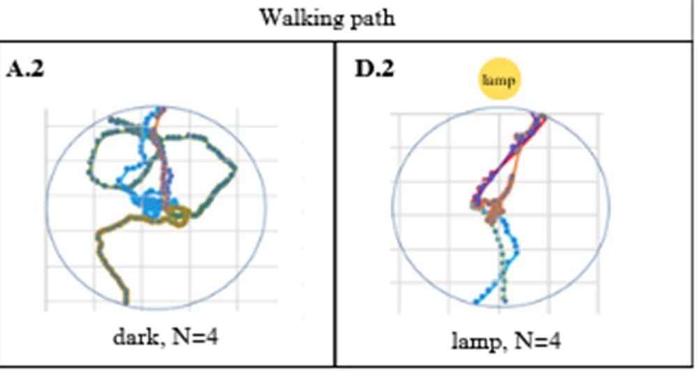 Image showing the walking path of selected beetles. On the left is the paths walked by four beetles in the dark. The paths are not straight. On the right is the paths walked in the brightest condition. They are much straighter.