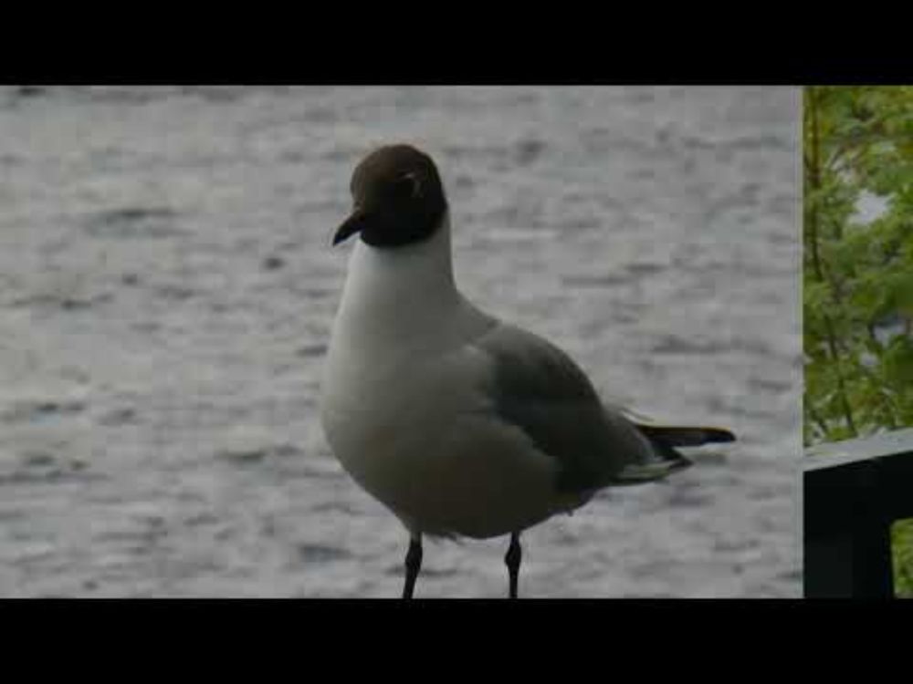 Filmscape 2 for flute, harp and strings with a black headed gull photographed by Reinhold Behringer