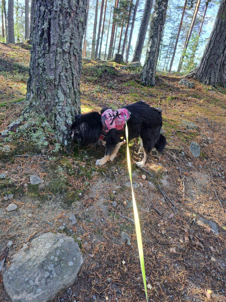 A black and brown dog sniffing a tree