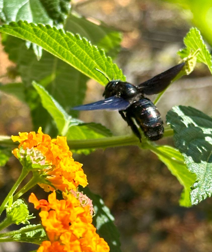 Dunkles bienenartiges Insekt im Landeanflug vor einer Blüte