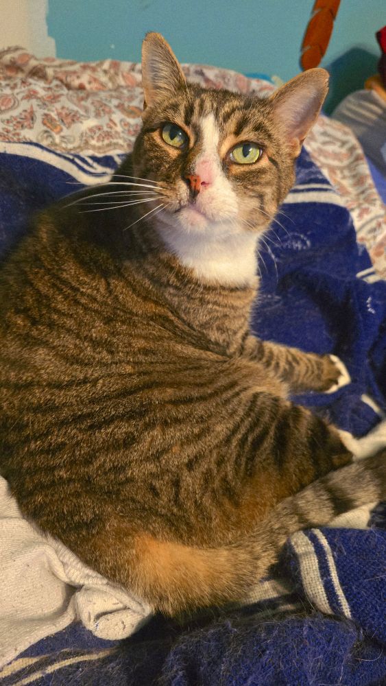 image of my brown and black striped tabby cat staring at me. he is sitting up on a blue blanket 
