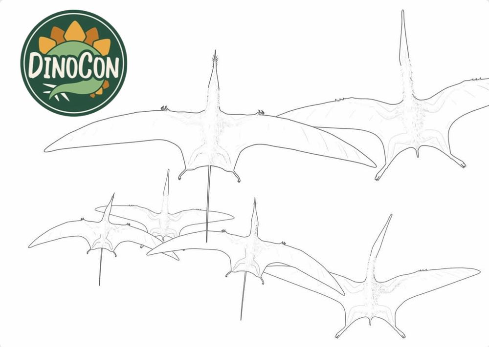 Pterosaur outlines drawn as a colouring sheet and available at DinoCon 