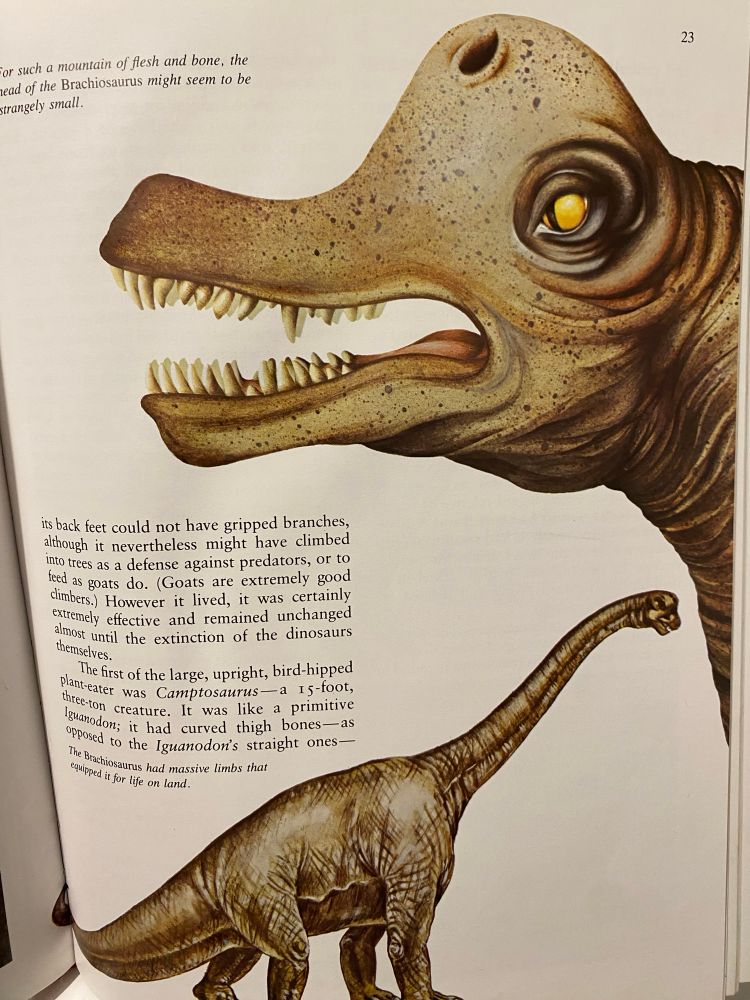 Brachiosaurus by Petula Stone 