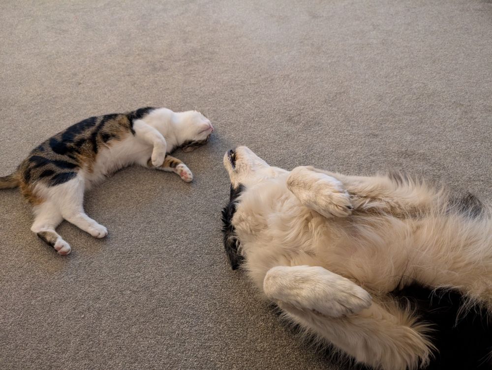 Tabby cat Tyg and Border Collie Abbie both lying upside down together.
