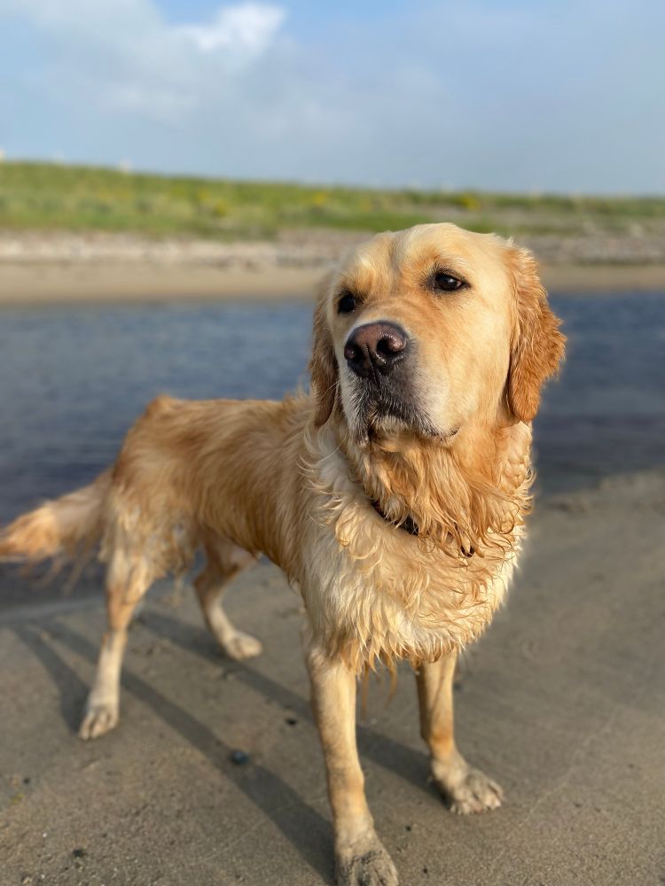 A handsome golden retriever being handsome on a beach