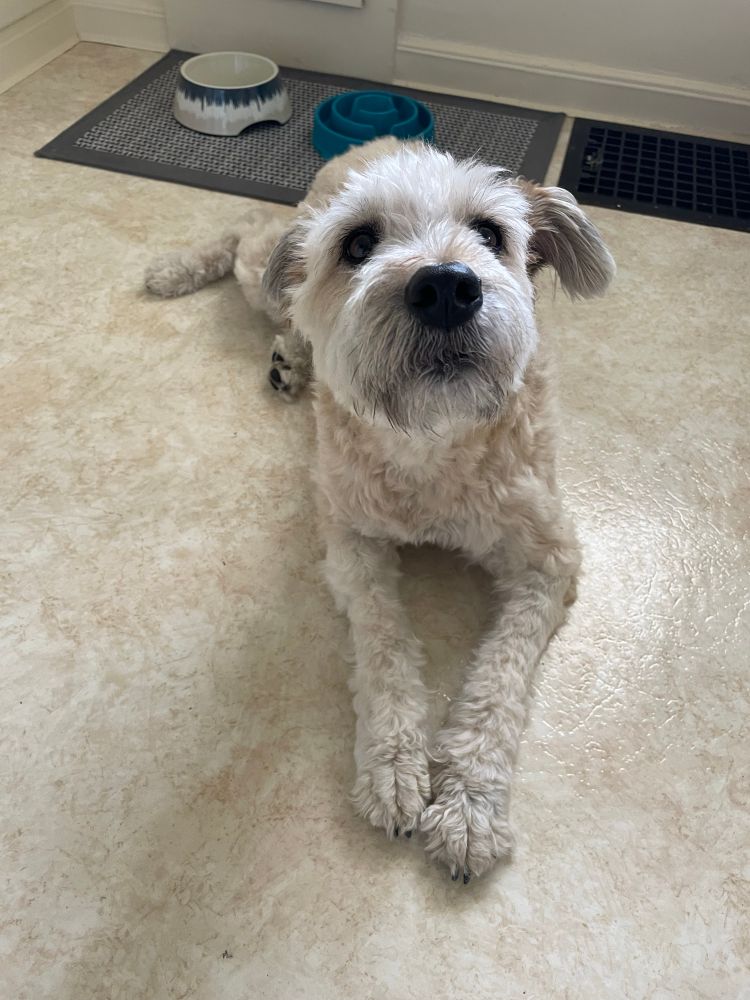 Cute close-up photo of my terrier dog