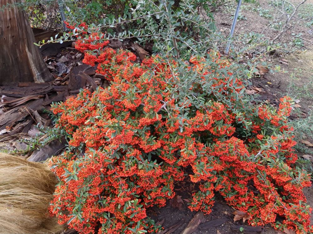 Firethorn (likely Pyracantha coccinea). A small shrub with almost greyish green leaves bearing many, many small red berries.