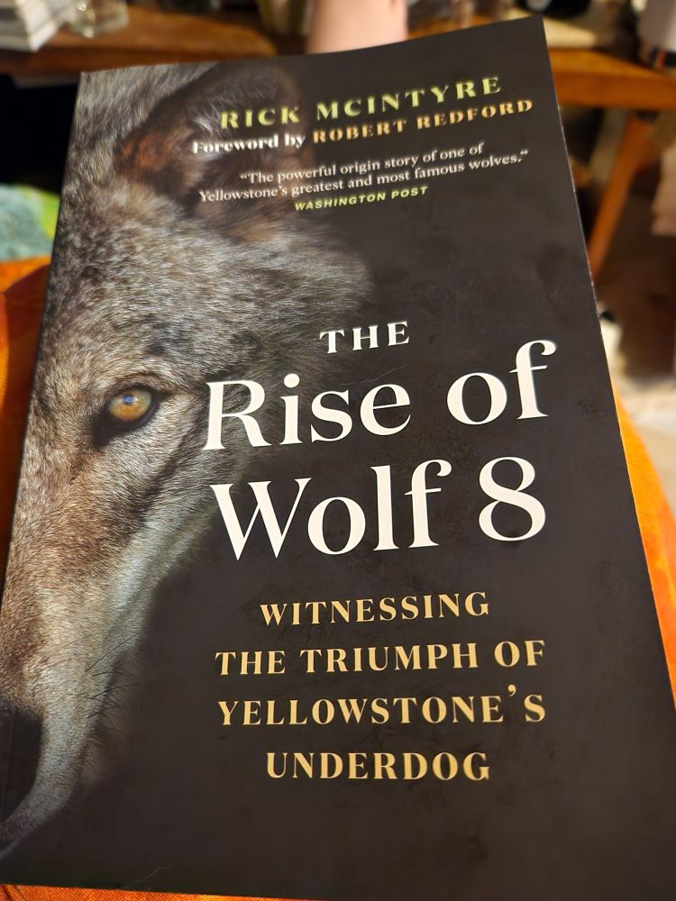 A picture of The Rise of Wolf 8: Witnessing the Triumph of Yellowstone's Underdog by Rick McIntyre with an amber eyed grey wolf's face staring soulfully at the reader from the cover.