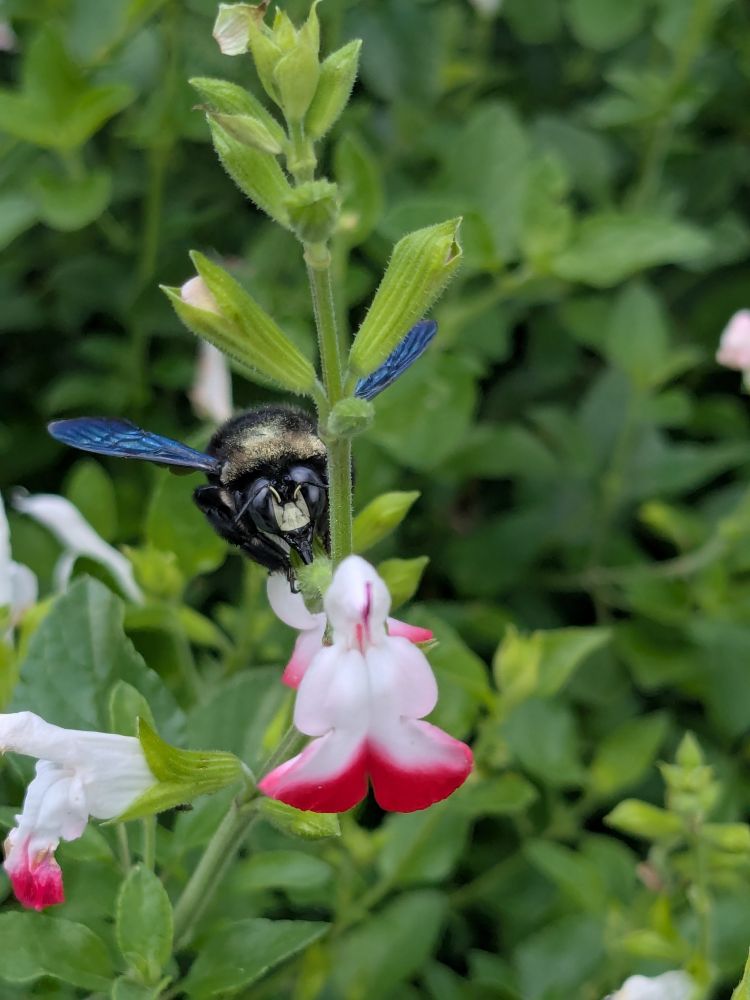 Xylocopa pollinating a Lamiaceae at the Botanical Garden in Quito