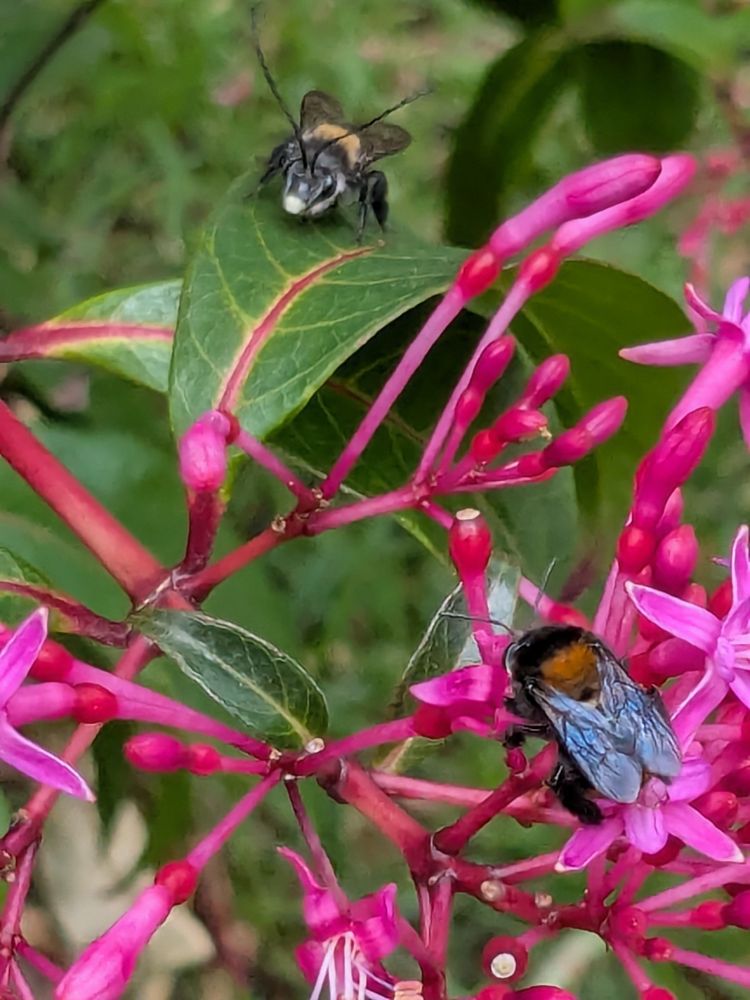 Male and female of Thygater, over flowers at the Jardín Botánico de Quito 
