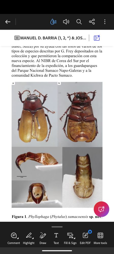 Habitus and morphological characteristics of P. Sumacoensis 