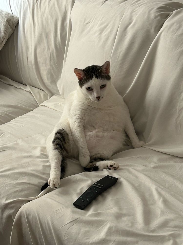 gata predominantemente branca com manchinhas pretas sentada em um sofá igual gente 

