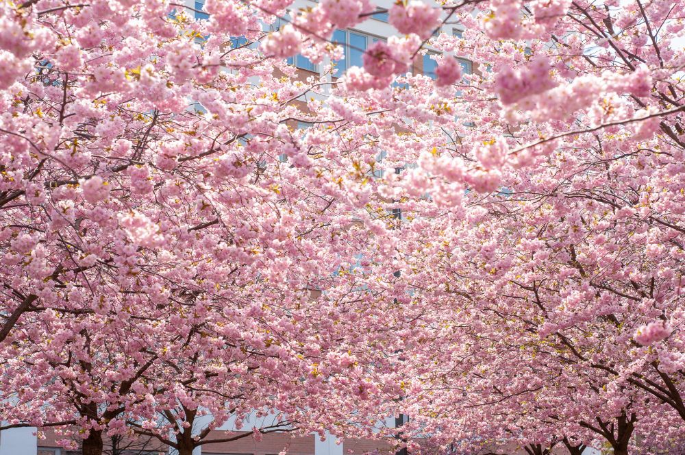 A photo filled completely with pink cherry blossom trees.