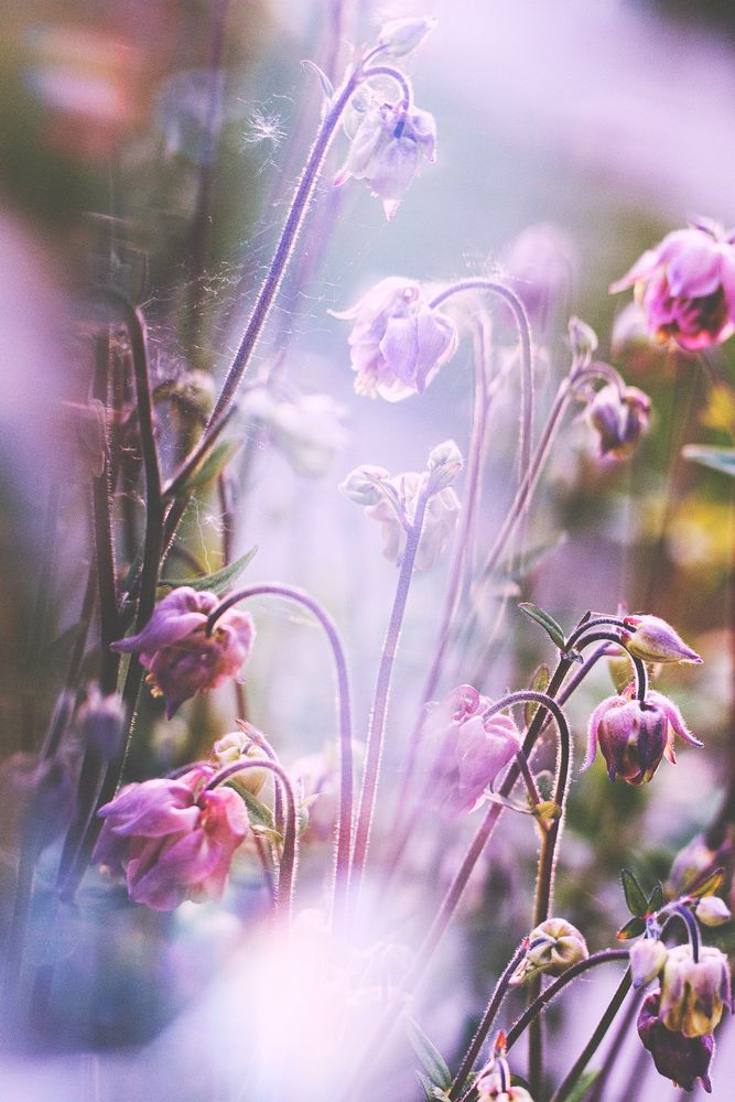 A photo of some pink aquilegia flowers, the photo was taken with a prism in front of the lens, giving it lots of blurry light effects and distortions, which makes the photo very dreamlike and ethereal.