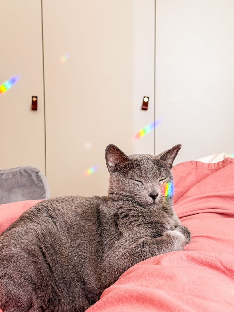A photo  of a grey cat sleeping on a pink duvet, with a rainbow prism hitting him right on the cheek, looking like rainbow face paint. Behind him there are some rainbows on the wall as well.