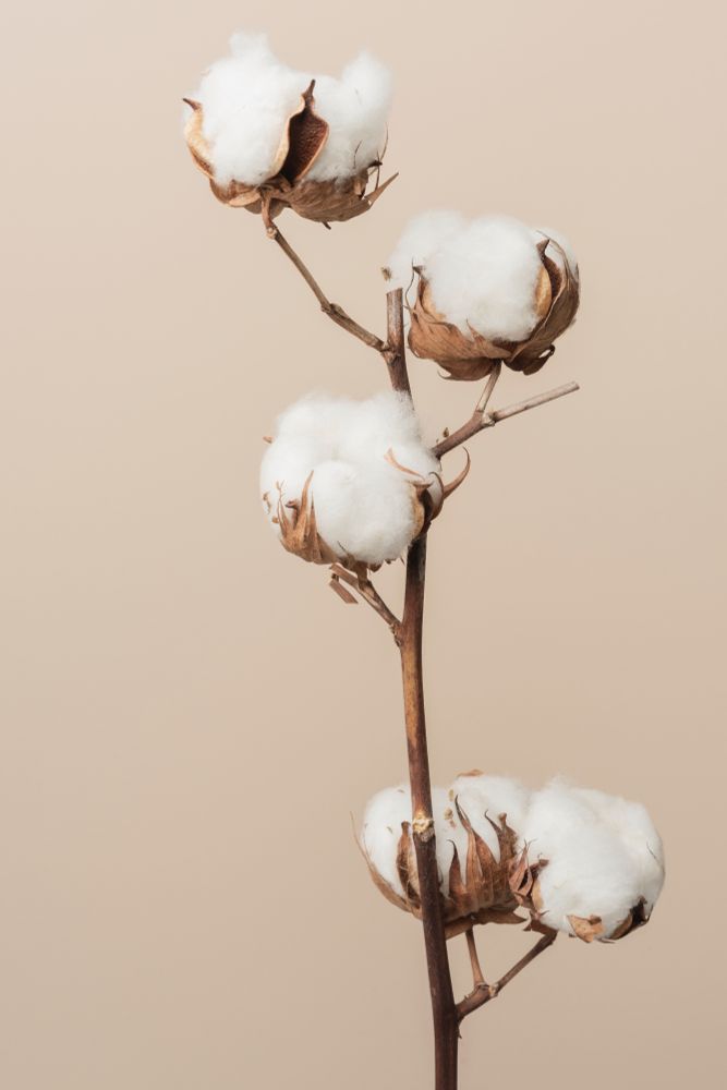 Cotton flowers
