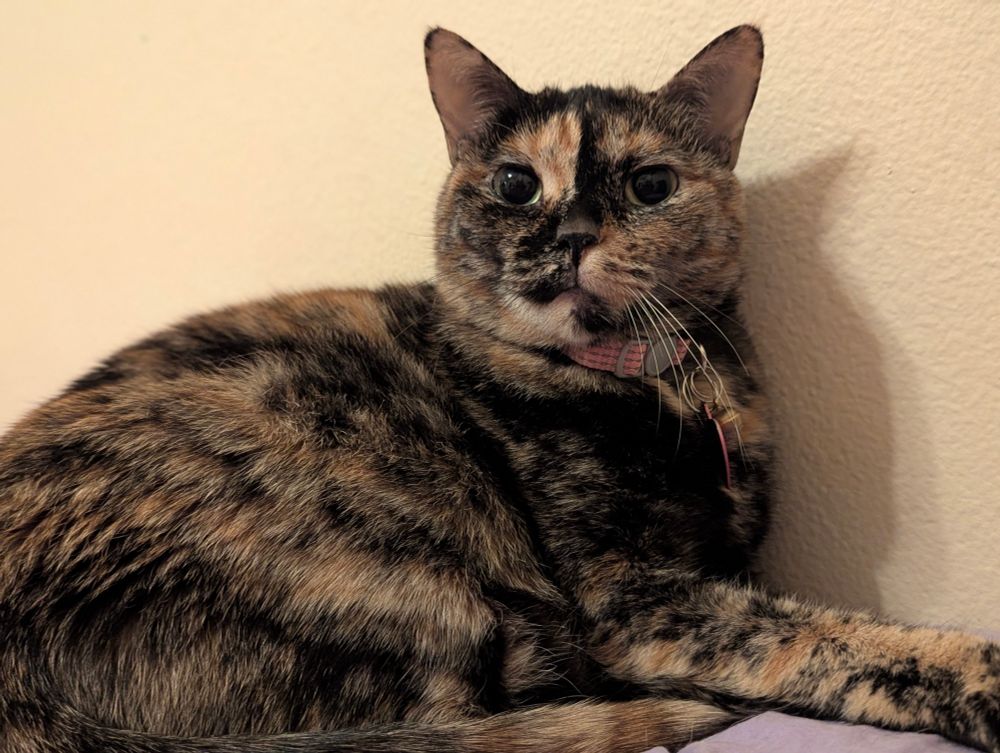 An aggressively pretty tortoiseshell cat