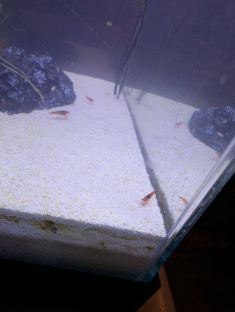 More shrimps 