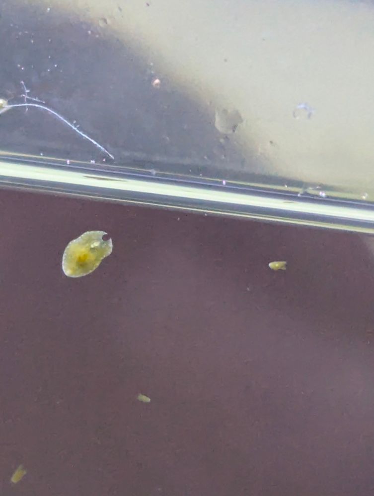 A flatworm in a tank