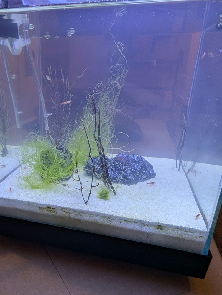 A fish tank with Opae Ula 