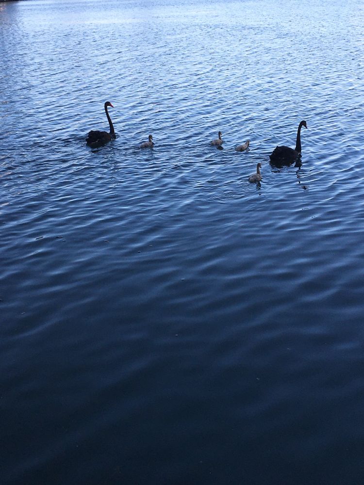 An uncropped photo of two black swans and their four cygnets swimming in water