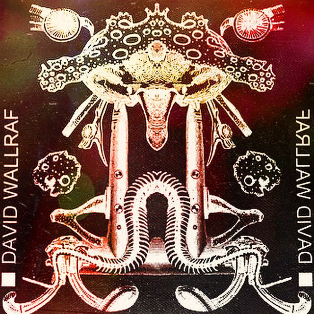 Collage for the radio show: amorphuous body and animal parts (snake spines, sponges and auditory ossicles taken from a 19th century zoology book) merged into a symmetric, mirrored shape.