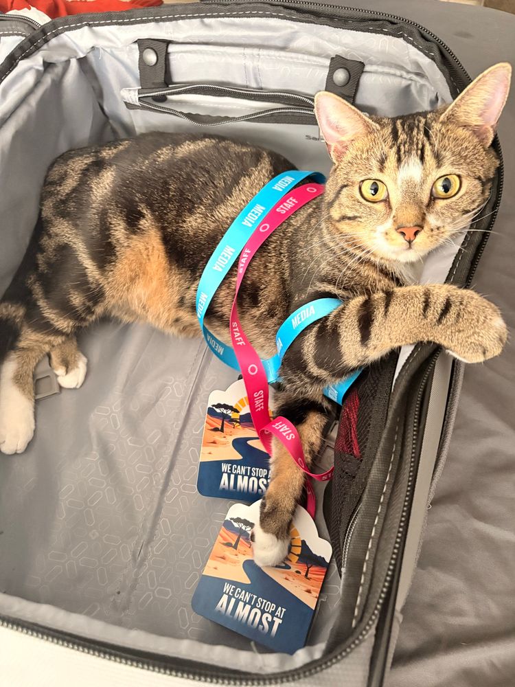 My cat, wearing my #Goalkeepers2030 badges 