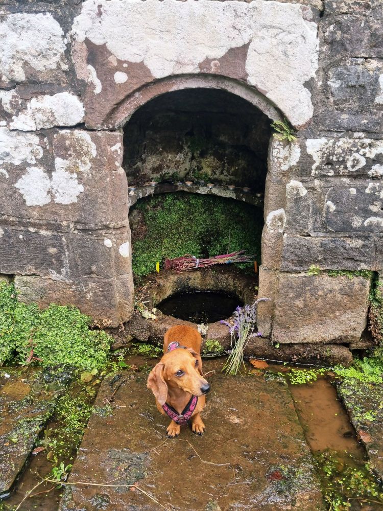 A photo of a well built around an ancient sacred spring with a small dachshund in front. The well is small and circular and within a stone archway