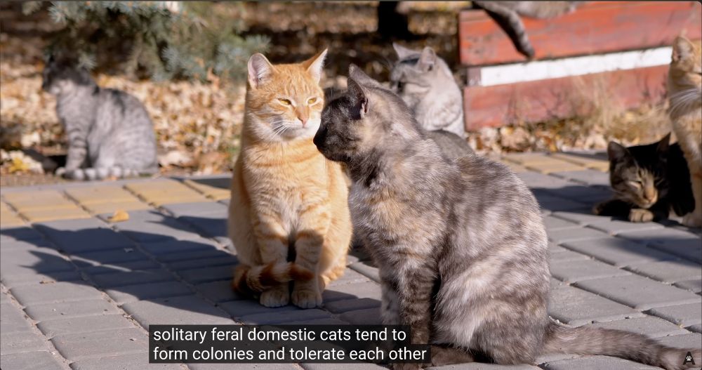 Picture of a bunch of cats congregating outside in an urban area

Caption: Solitary feral domestic cats tend to form colonies and tolerate each other.