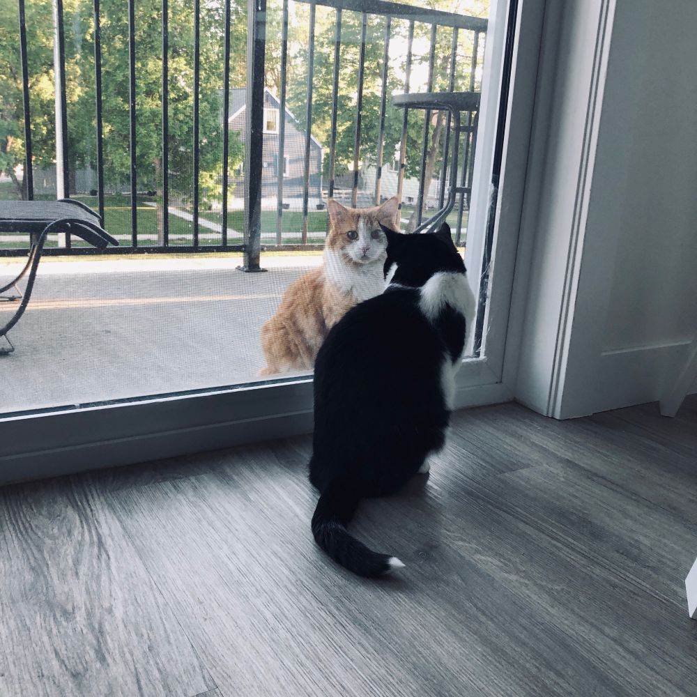 A tuxie cat looking out through a glass balcony door at an orange cat who is looking in, somewhat worriedly