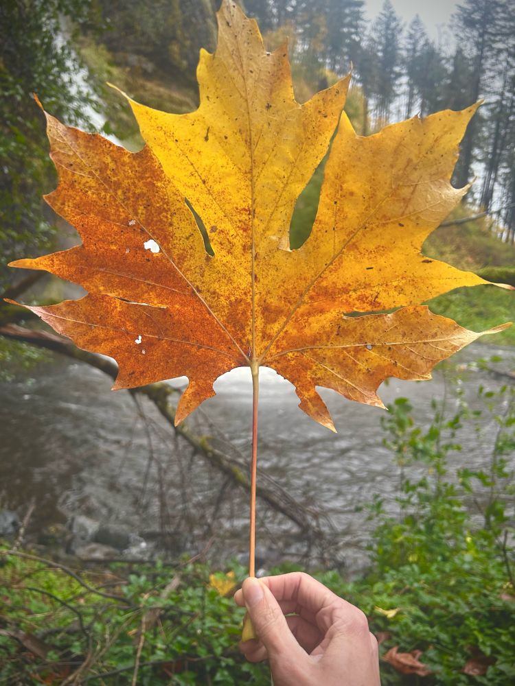 I am holding a proper huge leaf in front of a waterfall