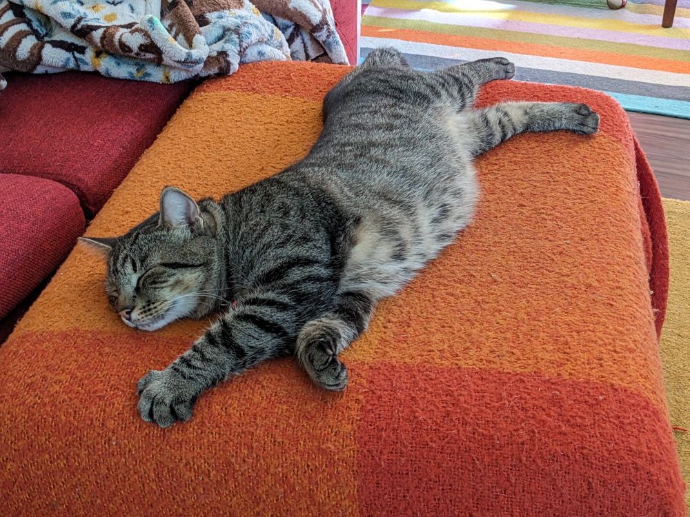 Brown tabby stretched out on an orange and red blanket