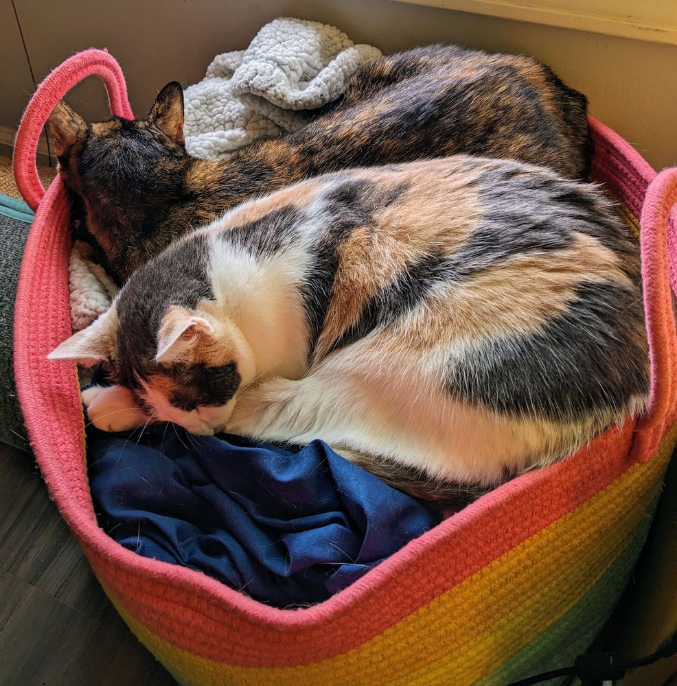 Smol tortoiseshell and calico cats sleeping on top of a basket of blankets