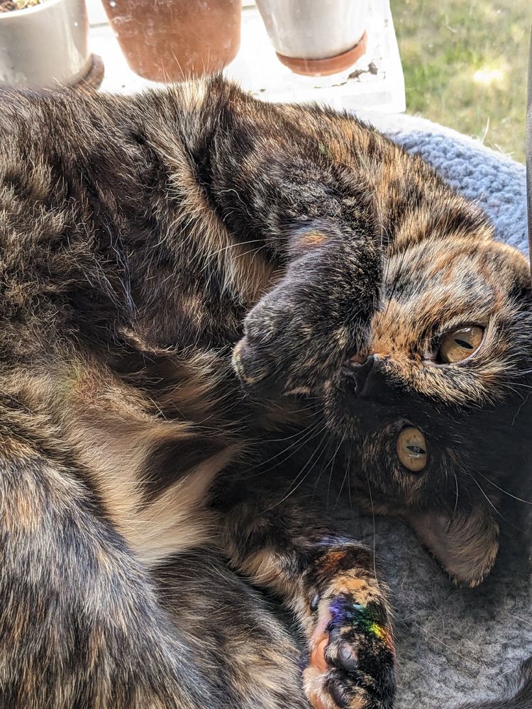 Peaceful tortoiseshell kitty with orange eyes